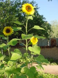 Sunflower Paint Out - Tubac