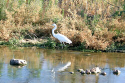 Crane standing on shoreline of Santa Cruz River