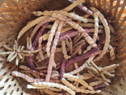 How to harvest mesquite beans