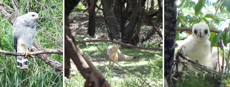 Riparian Animals on Santa Cruz River